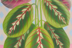 1_Mala-Maranta