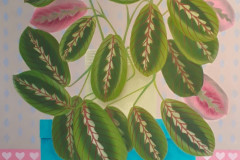 1_Maranta