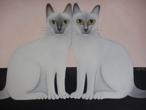kočky